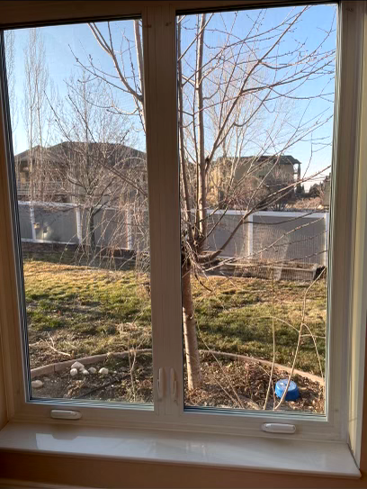 View of trees and backyard fence