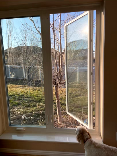 Dog looking out open window